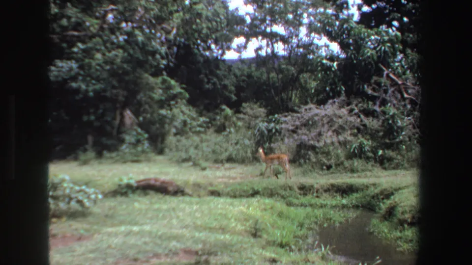 1969 South Africa 8mm frame showing a small antelope in a grassy clearing near water, with shrubs and trees in the background.