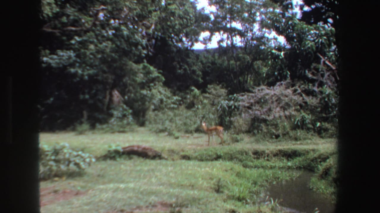 1969 South Africa 8mm frame with a small antelope walking through green grass beside a creek and brushy tree line.