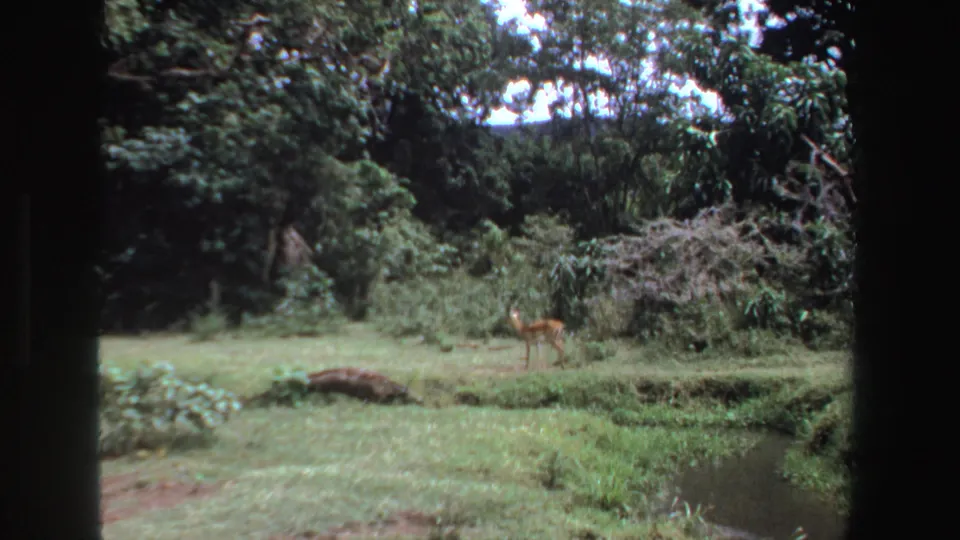1969 South Africa 8mm frame with a small antelope walking through green grass beside a creek and brushy tree line.