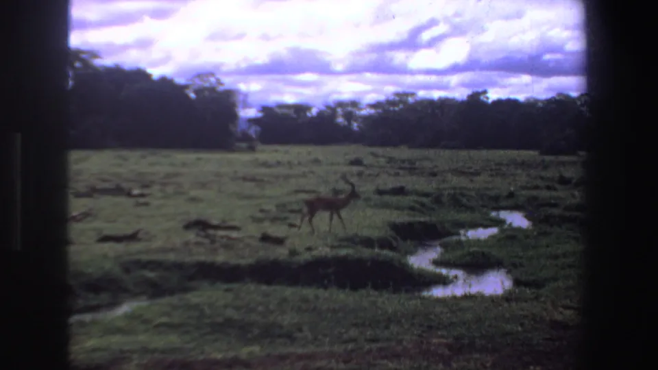 Wide 1969 South Africa home-movie view of a small antelope in open grassland with shallow water, trees, and cloudy sky.