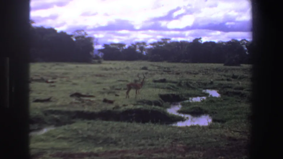 1969 South Africa 8mm frame showing a small antelope in open savanna grass near winding water, with trees and clouds beyond.