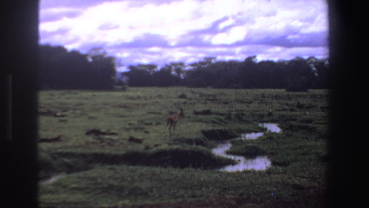 Antelope standing in a grassy wetland with water channels and dark frame edges.
