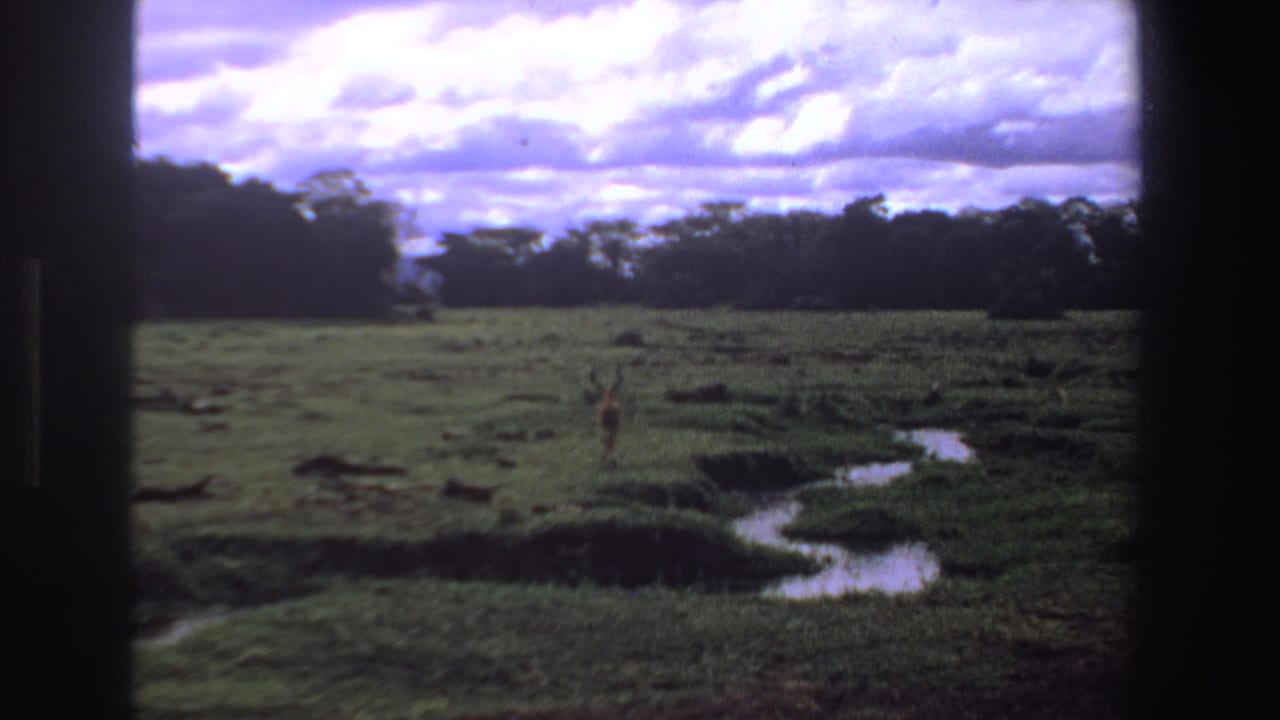 Distant antelope in an open grassy field beside a narrow stream under clouds.