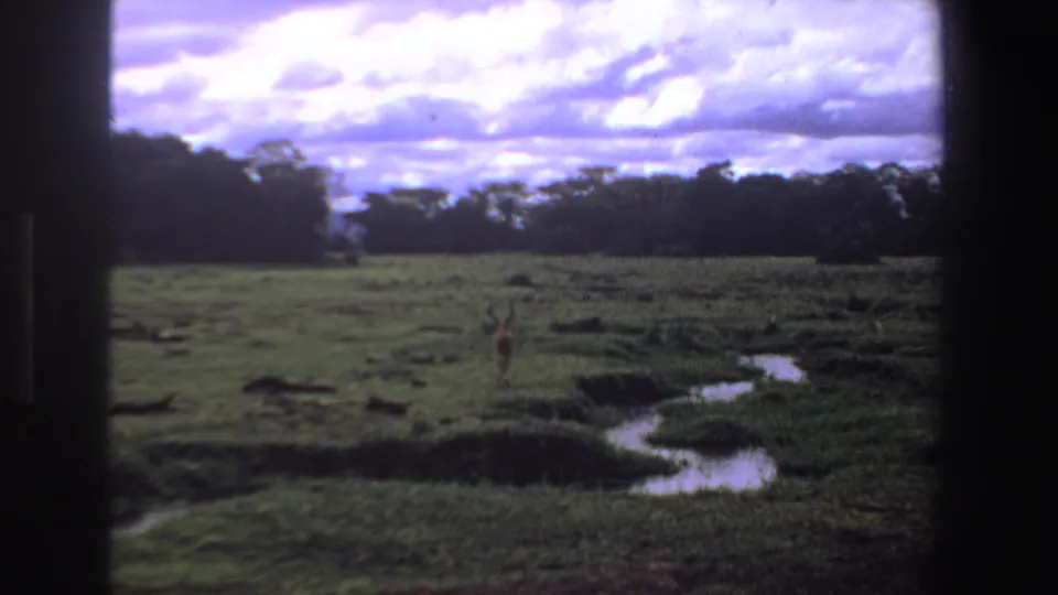 Distant antelope in a South African grassy field, with a narrow stream, tree line, and purple-tinged cloudy sky on 8mm film.