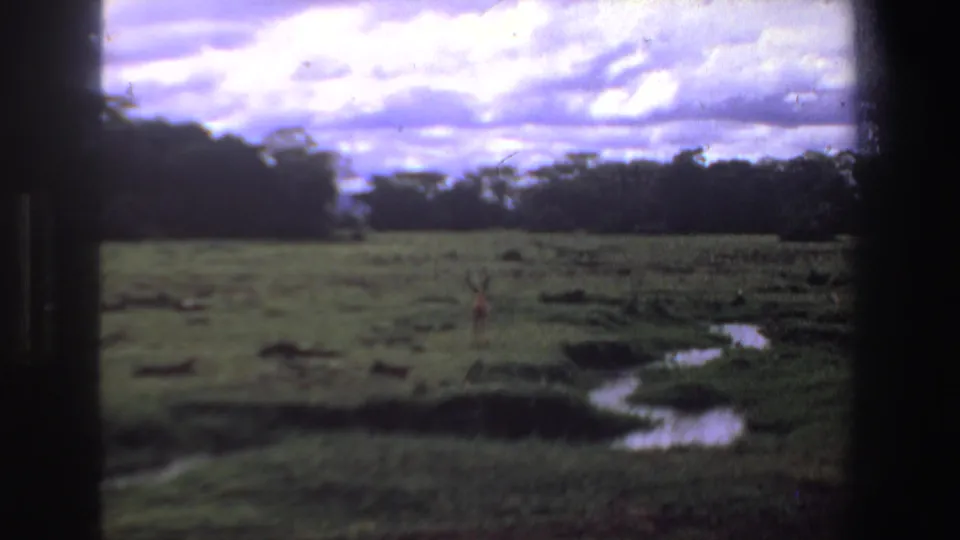 Soft 8mm view of an antelope in South Africa, framed by dark borders with wet grass, water channels, and an overcast sky.