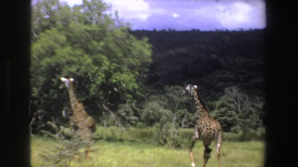 1969 South Africa 8mm frame showing two giraffes in a grassy landscape with trees and hills in the background.