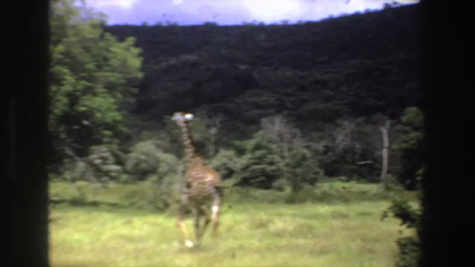 1969 South Africa 8mm frame with a giraffe in sunlit grassland, framed by trees and a dark hillside.