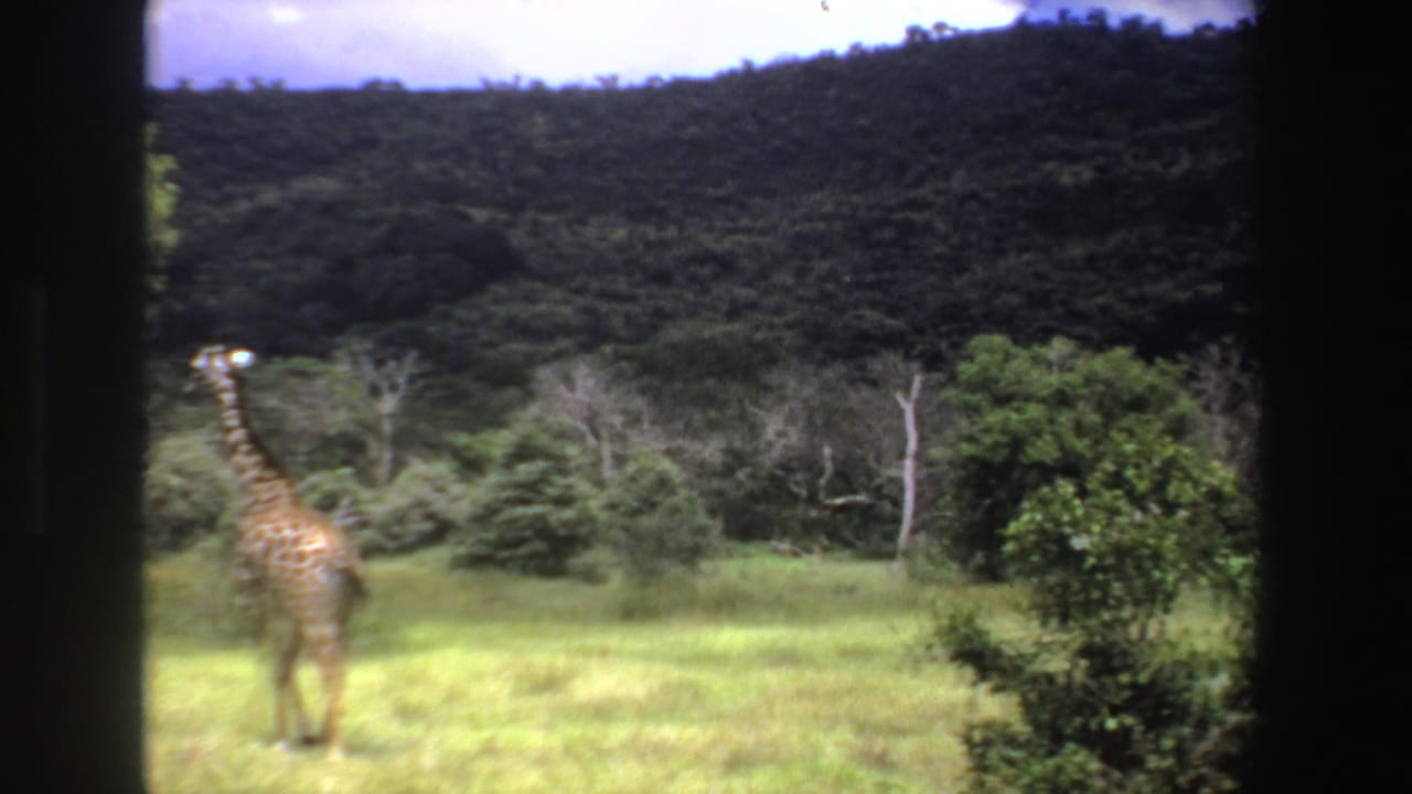 1969 South Africa 8mm frame showing a giraffe partly at left in a green field, seen through dark window-like framing.