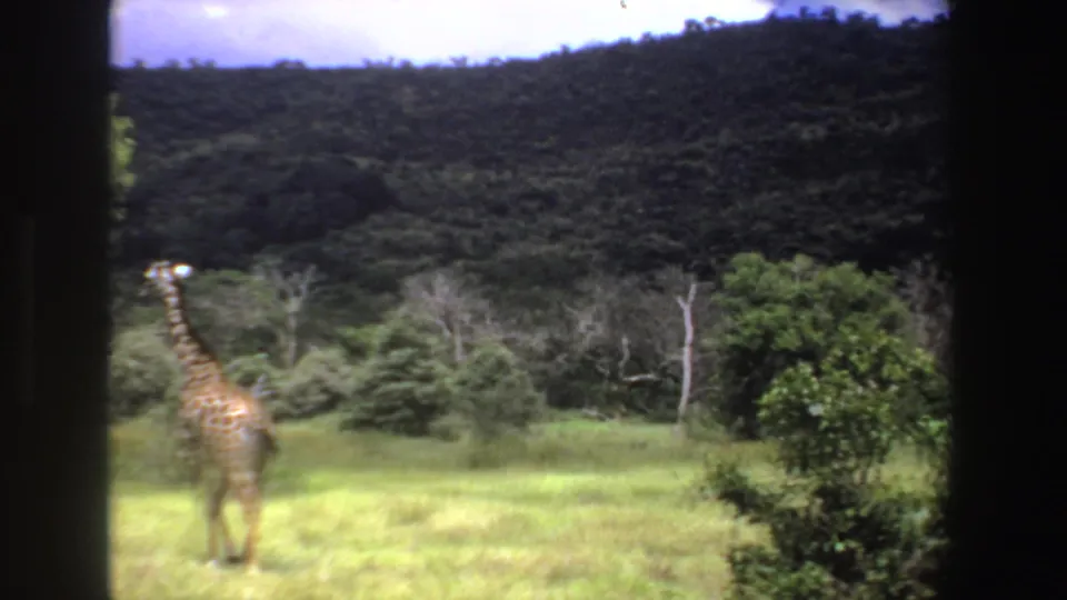 1969 South Africa 8mm frame showing a giraffe partly at left in a green field, seen through dark window-like framing.