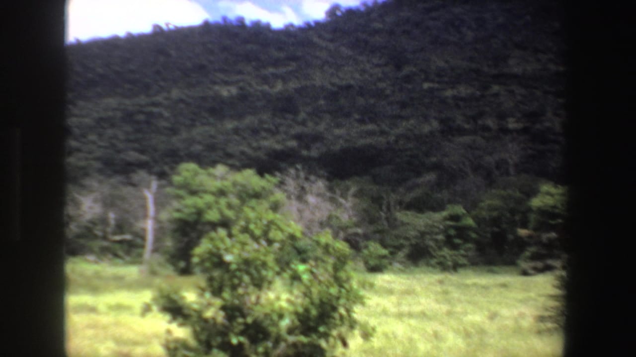 Grassy clearing and shrubs viewed through dark vertical framing, with the giraffe mostly out of frame.