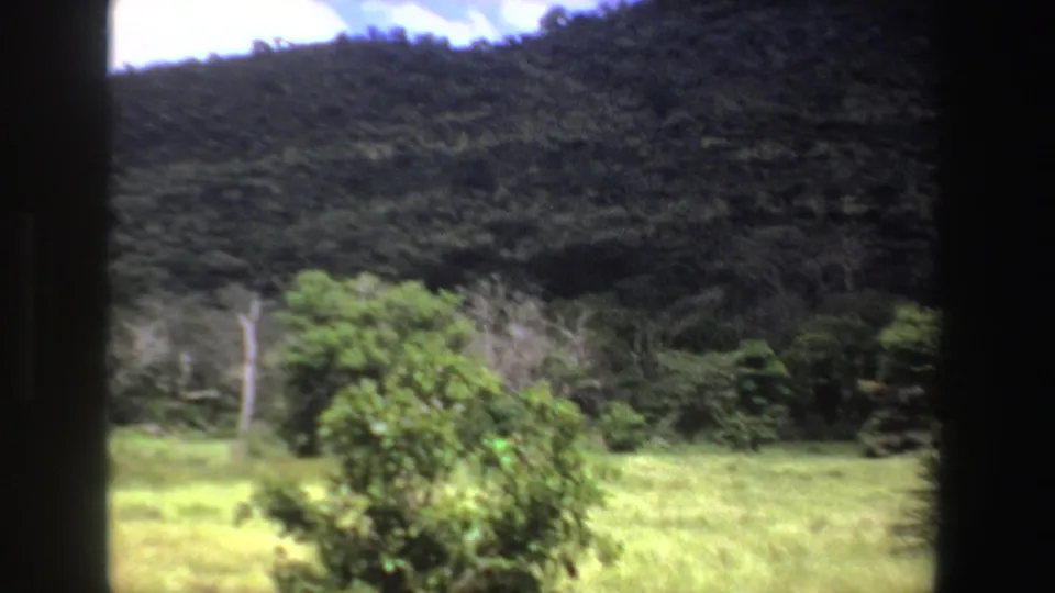 1969 South Africa 8mm view of a green wildlife clearing and wooded hillside, with the giraffe mostly outside the frame.