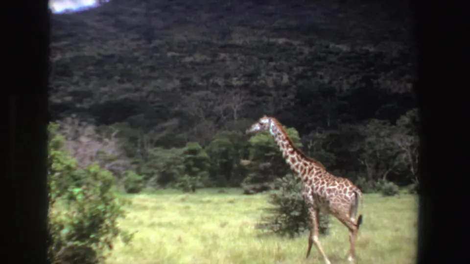 1969 South Africa 8mm frame of a giraffe walking across a grassy clearing, with shrubs and a wooded slope behind it.
