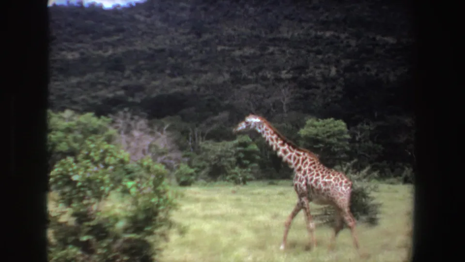 1969 South Africa 8mm frame showing a giraffe walking rightward through a sunlit field beside shrubs and dense trees.