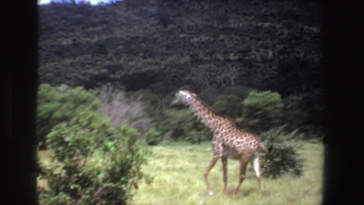 1969 South Africa 8mm frame showing a giraffe moving across grassland with shrubs, trees, and a dark hill in the background.