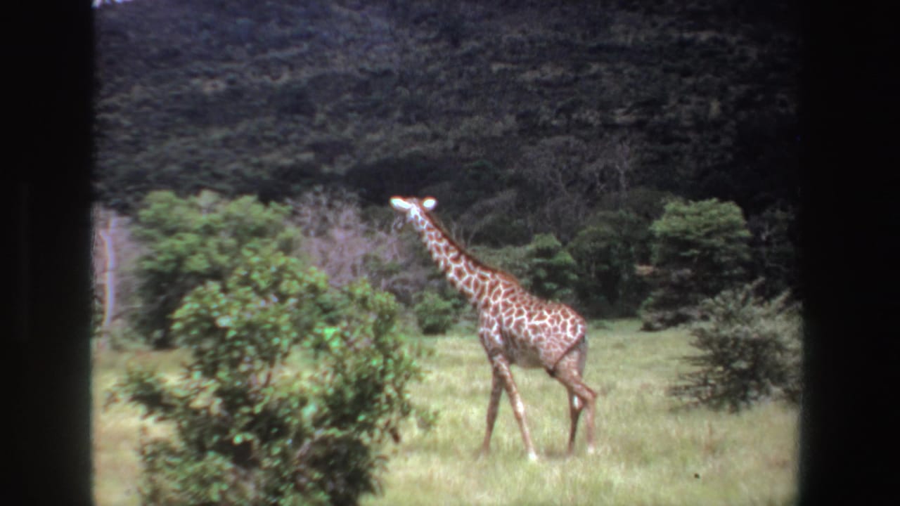 Giraffe partly turned in grassland with shrubs and hillside behind.