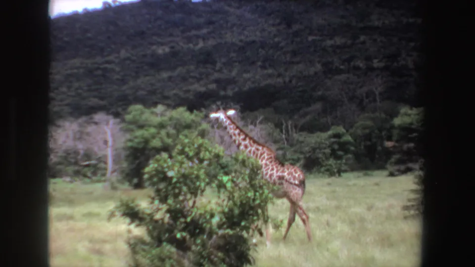 1969 South Africa 8mm frame showing the giraffe partly obscured by a shrub while crossing grassy terrain.
