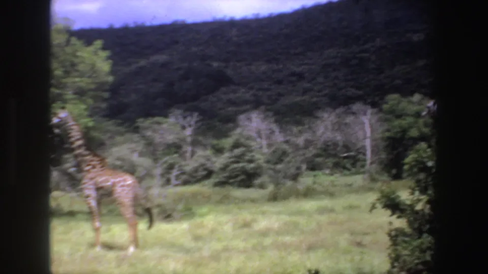 1969 South Africa 8mm frame with the giraffe blurred near frame edge, set against grass, trees, and a dark hill.