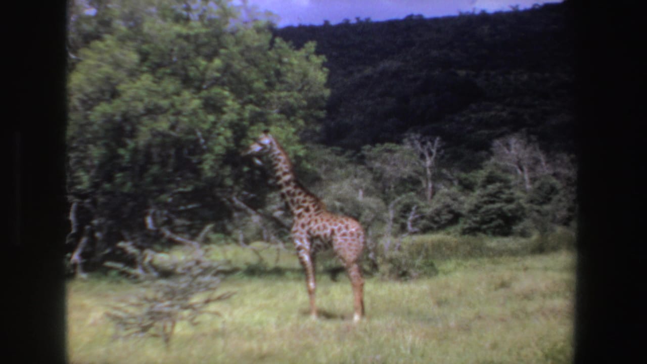 Two giraffes stand in tall grass near trees with a dark hillside behind them.