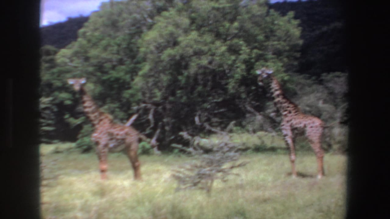 1969 South Africa home-movie frame with two giraffes separated across a grassy clearing, backed by shrubs, trees, and a low hill.