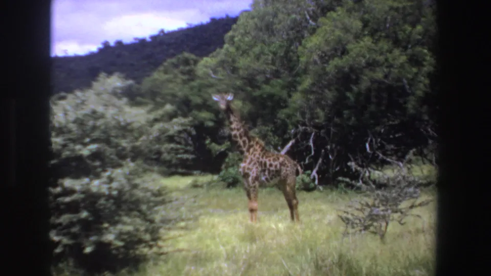 1969 South Africa 8mm frame showing a giraffe facing the camera in tall grass, with bushes, trees, and hillside in the background.