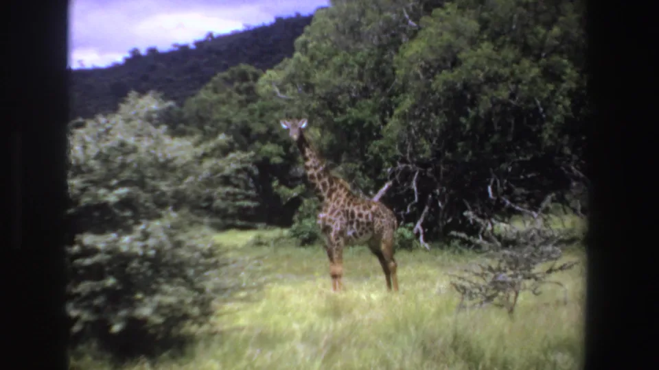 1969 South Africa home-movie frame of a giraffe standing in tall grass before dense green trees and a dark hillside.