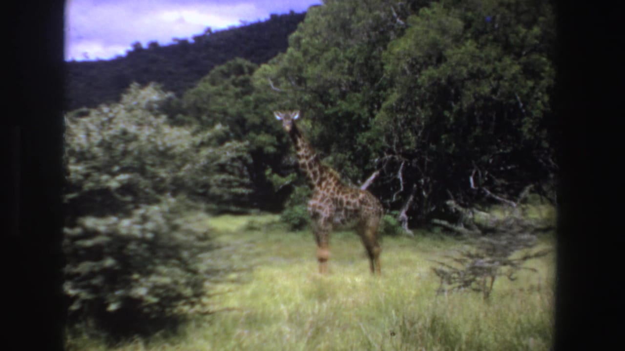 Giraffe standing in grassy woodland with trees and a hillside behind it.