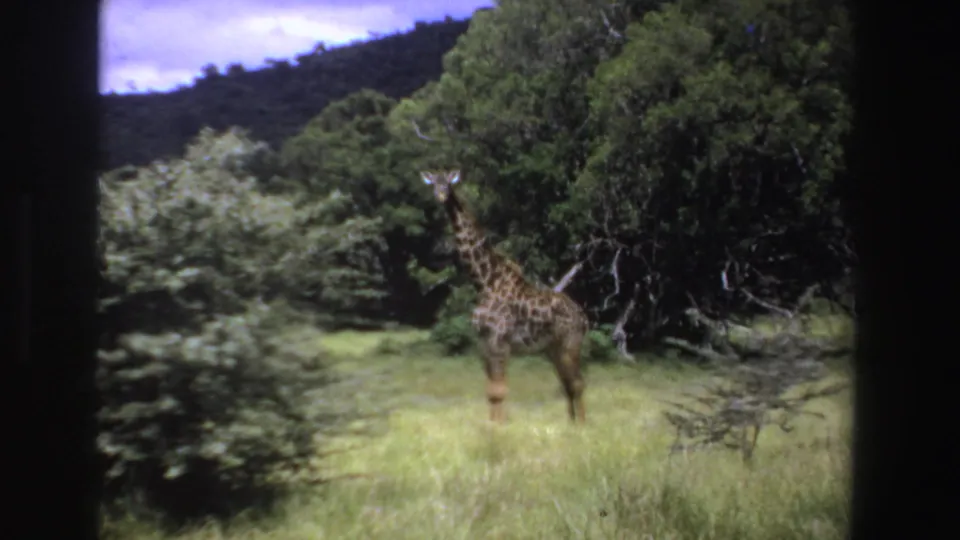 1969 South Africa 8mm frame showing a giraffe in sunlit grass near dense trees and a wooded hillside.