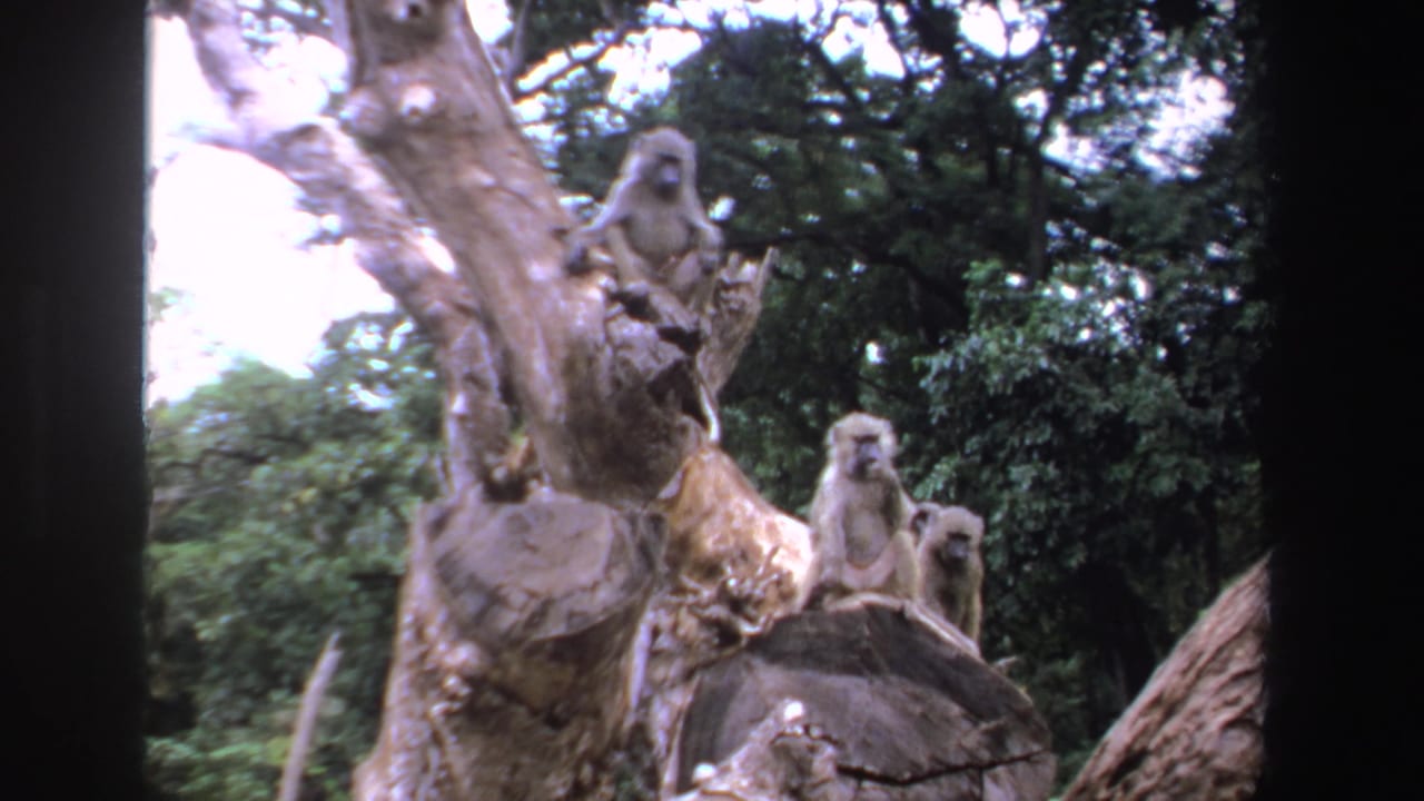 1969 South Africa 8mm frame with baboons perched on a weathered tree trunk against thick green woodland.