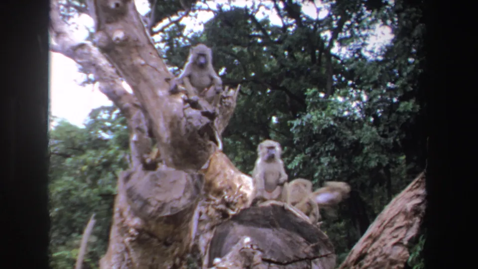 1969 South Africa 8mm frame showing baboons on and around a pale fallen tree trunk in a wooded area.