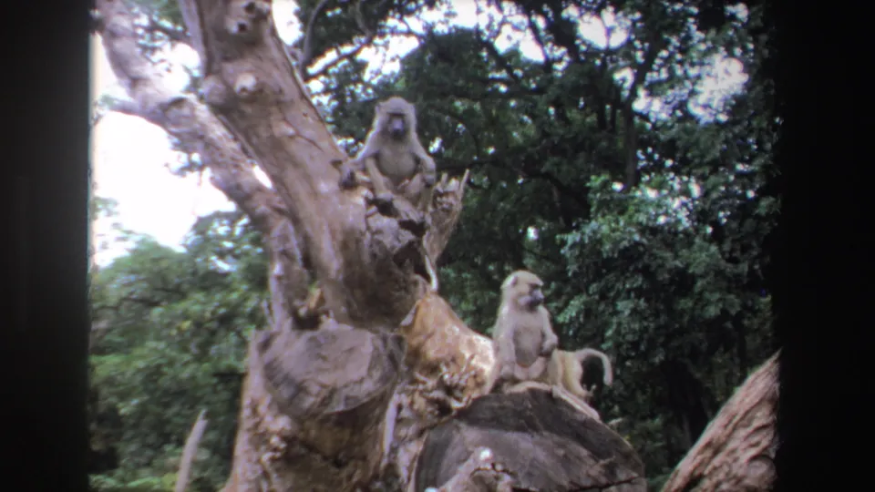 1969 South Africa 8mm frame with baboons perched on a broad tree trunk, framed by dark woodland foliage.