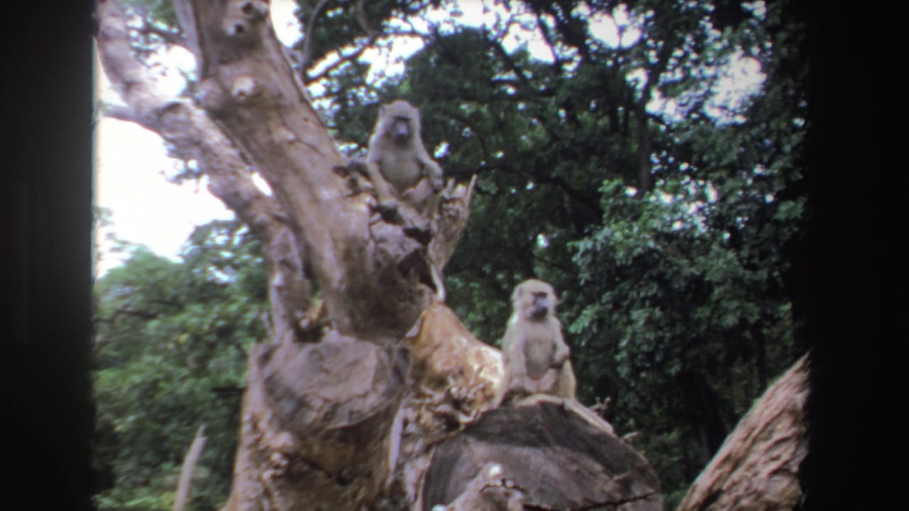 Two baboons sit on a weathered tree stump amid dense forest foliage.