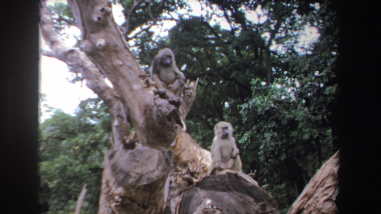 1969 South African home-movie frame of two baboons on a tree stump, held in soft focus against thick green forest.