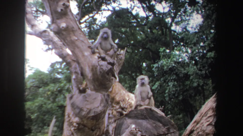 1969 South African 8mm frame with two baboons on a rough stump, dappled daylight, and dense woodland around them.