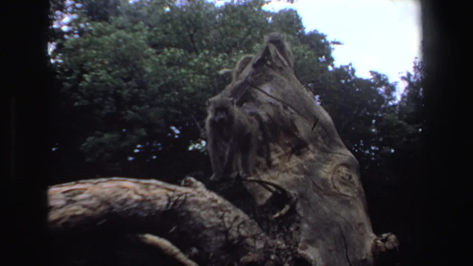 Late frame from the 1969 South African 8mm clip shows a baboon partly obscured by the stump and shadowed forest foliage.