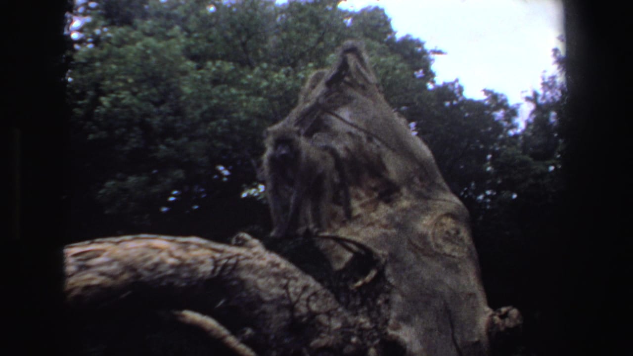 Baboons perched on a large weathered tree stump in dense green foliage.