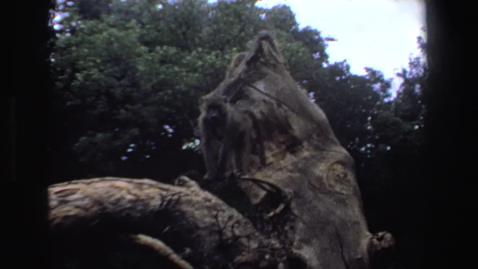 1969 South Africa 8mm frame showing baboons on a rugged tree stump with leafy forest behind them.