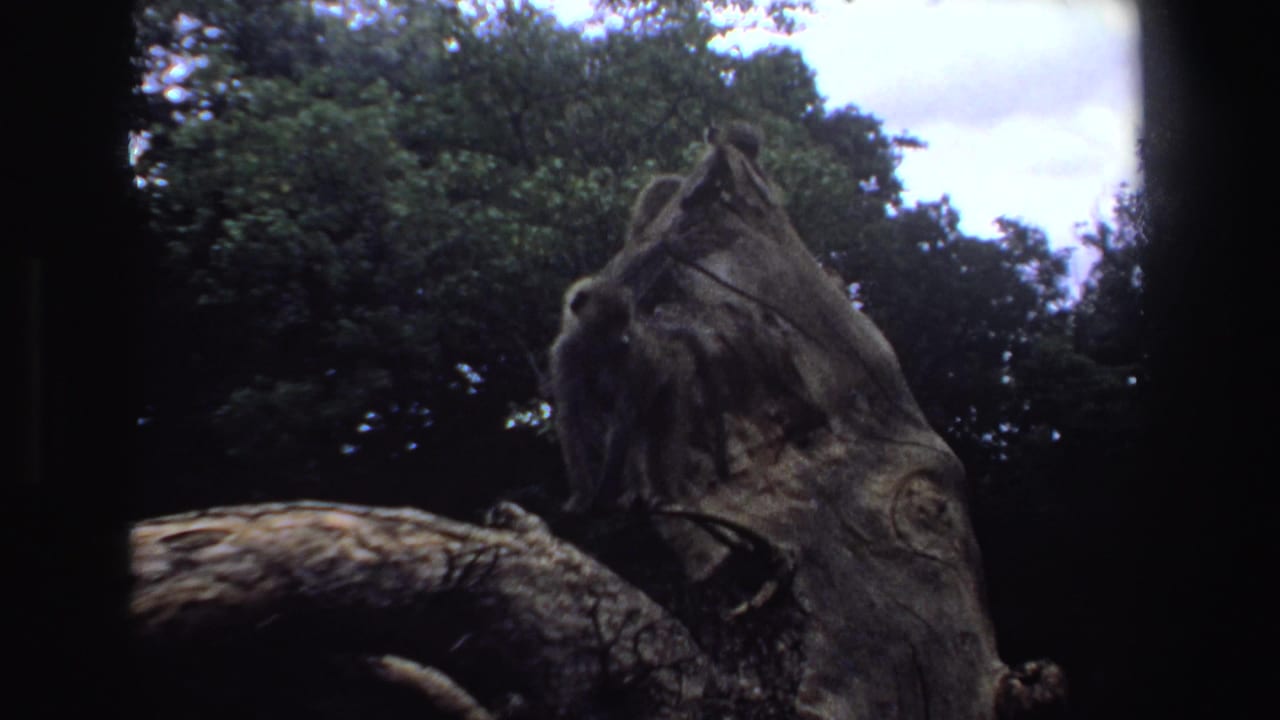 Baboons remain on the stump, partly framed by dark film borders and trees.