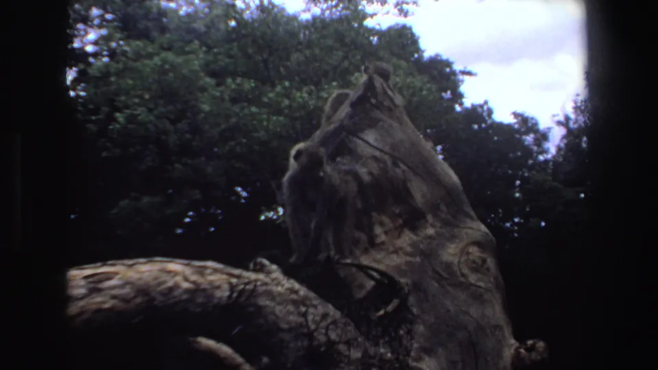 Baboons on a tall tree stump in a South African forest, seen through soft 8mm color and dark frame edges.