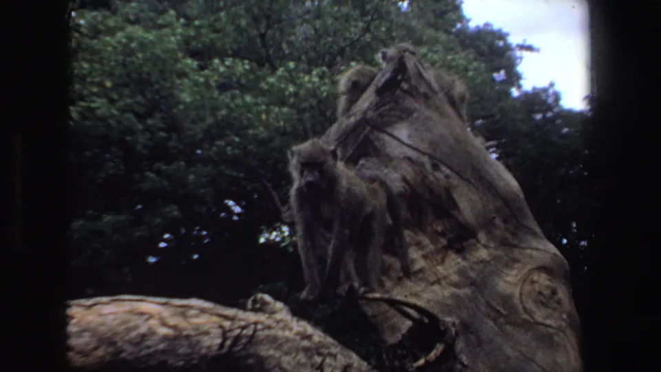 Vintage 8mm view of baboons perched on a weathered stump against dense green South African forest.