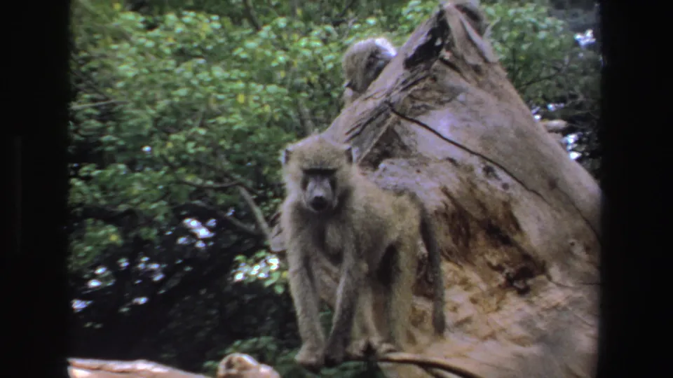 Close 8mm frame of a baboon on the front of a large stump, with other baboons and South African forest behind.