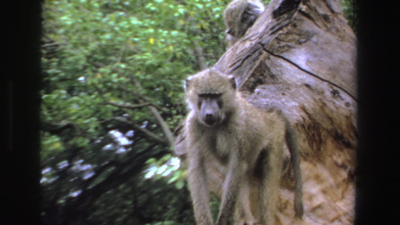 1969 South Africa 8mm frame showing a light brown baboon near a large tree trunk with dense green vegetation behind it.