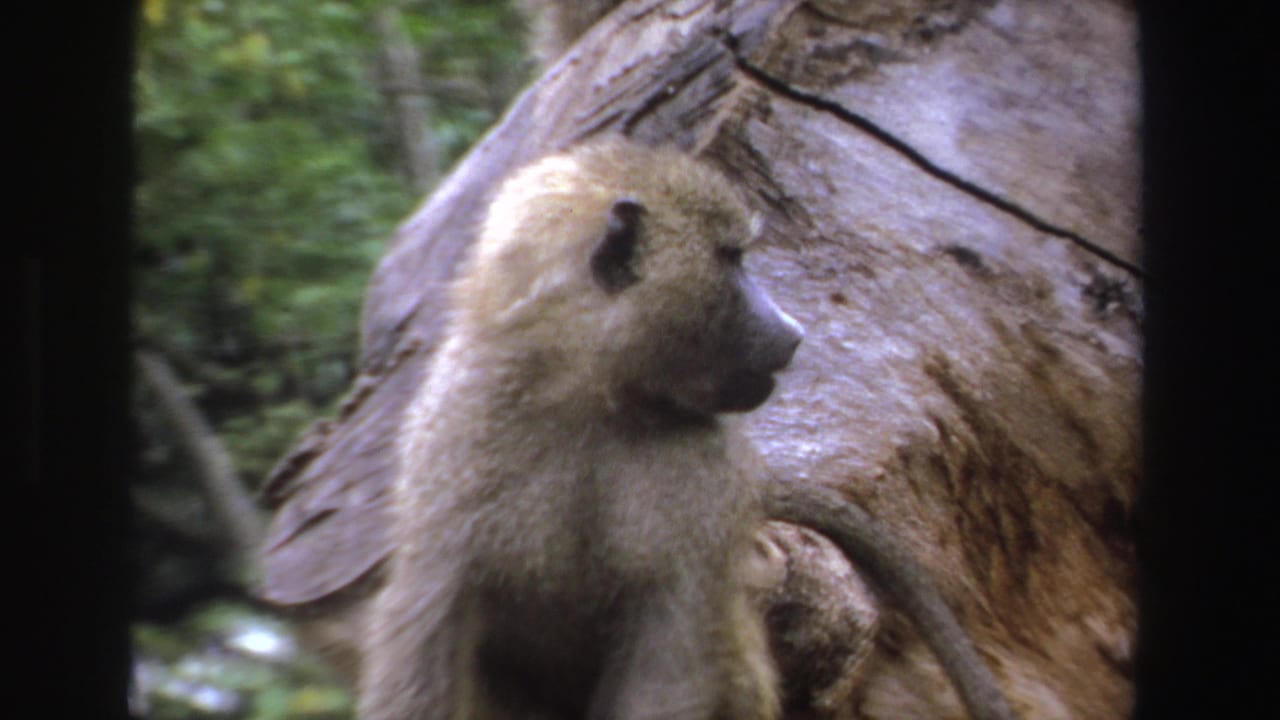 Baboon seen in profile on a tree trunk with forest behind.