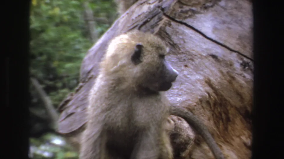 1969 South Africa 8mm frame with the baboon in side profile beside a broad tree trunk in daylight forest surroundings.