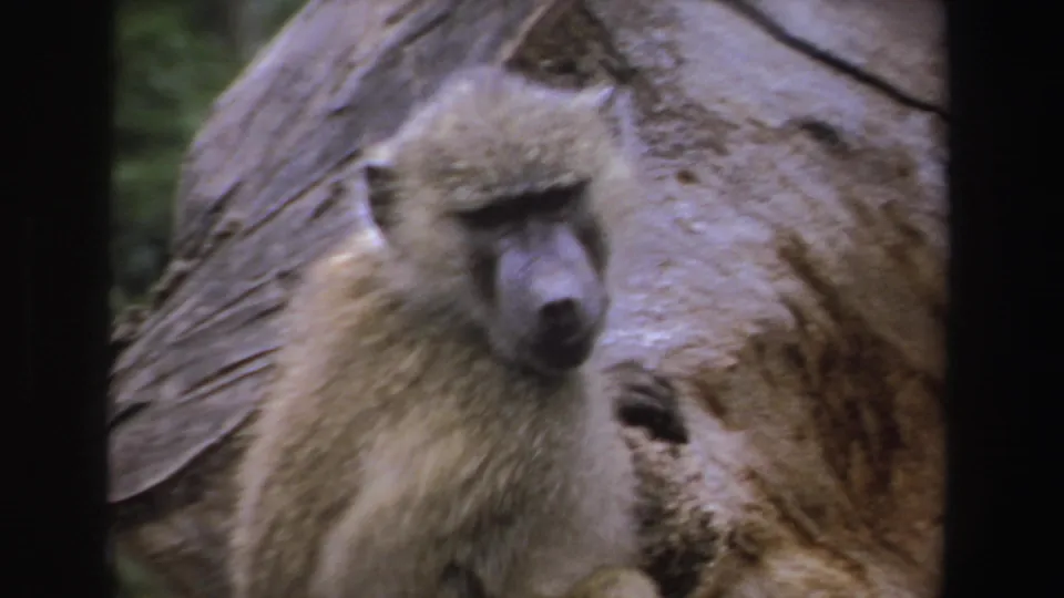 Closer 1969 South Africa 8mm view of the baboon beside a textured tree trunk, with soft handheld framing and greenery at the edge.