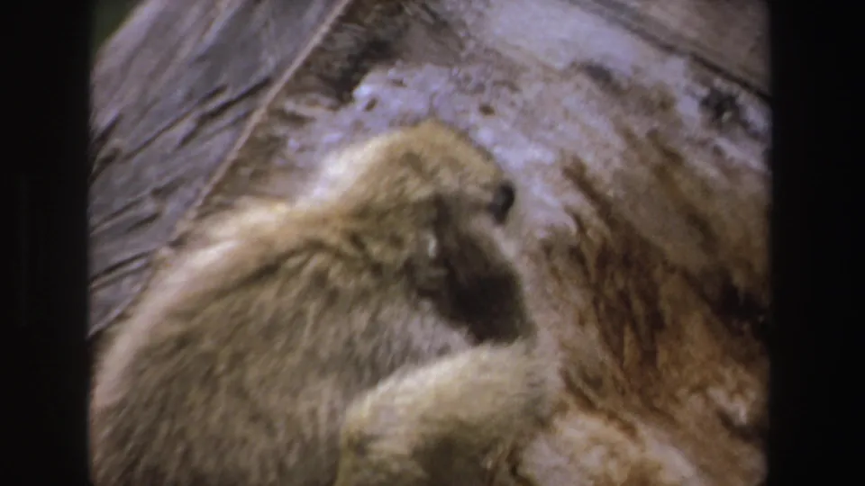 1969 South Africa 8mm frame showing the baboon scratching near its ear while seated against the large tree trunk.