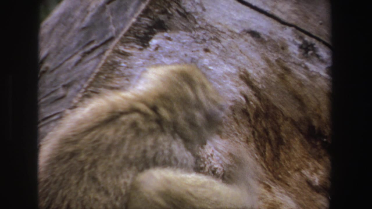 Baboon partly visible beside a textured rock surface in a grainy film frame.