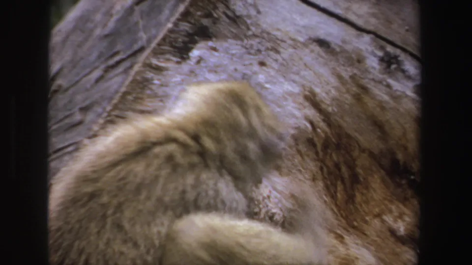 1969 South Africa 8mm frame showing a baboon moving close to a rock surface, with soft focus and visible film grain.