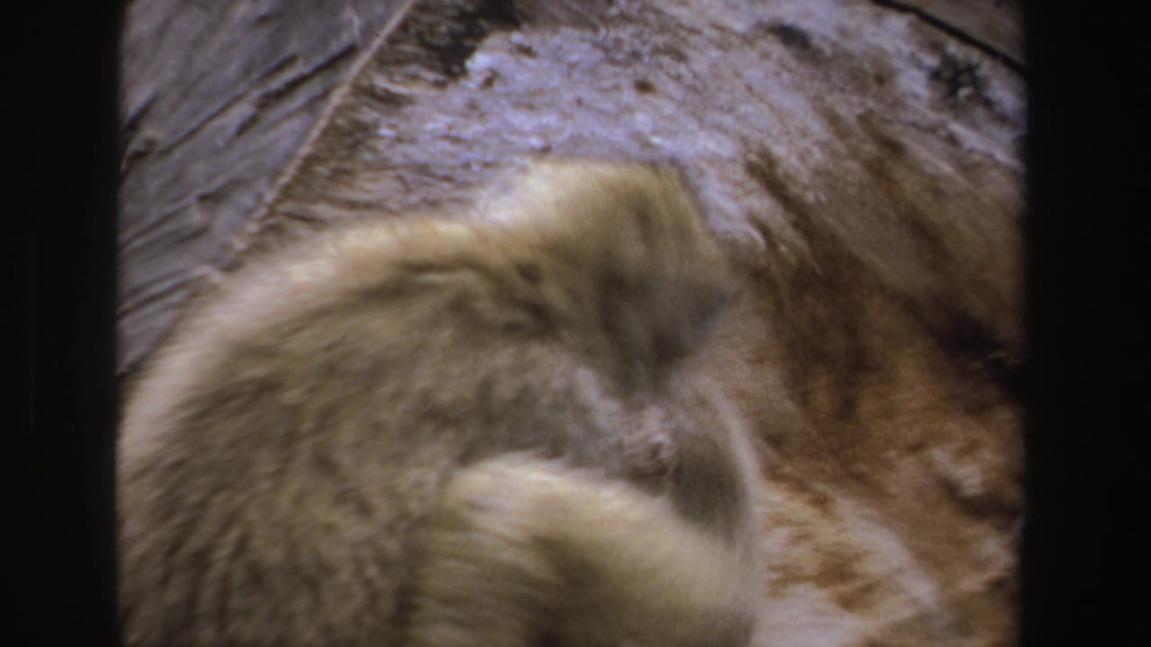 Baboon close to a rock background with its head and fur blurred by motion.
