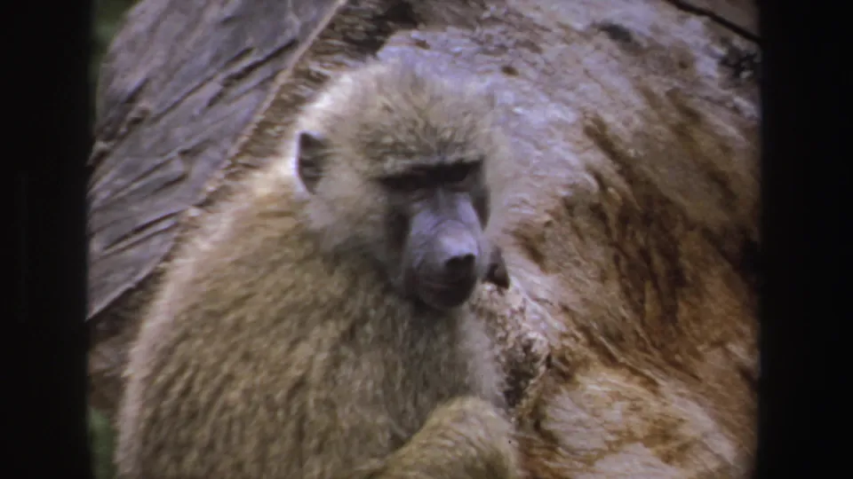 1969 South Africa 8mm frame showing a baboon facing the camera area, with its dark muzzle and pale fur visible near a rock face.