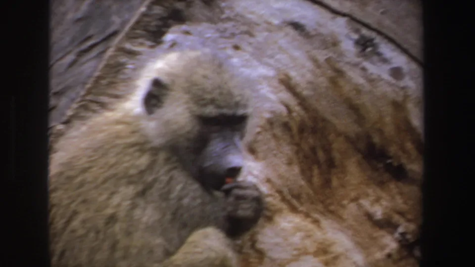 1969 South Africa 8mm frame showing a baboon bringing a small object to its mouth, with rock texture and film grain visible.